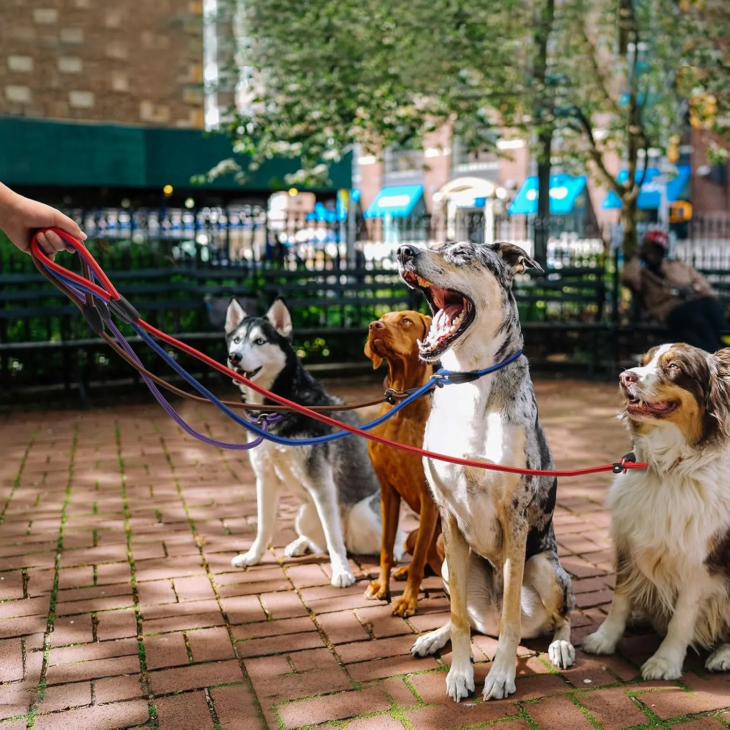 5-Pack Adjustable No-Pull Adjustable Slip Leads for Dogs - 5FT Multi-Color Reflective for Small Dogs