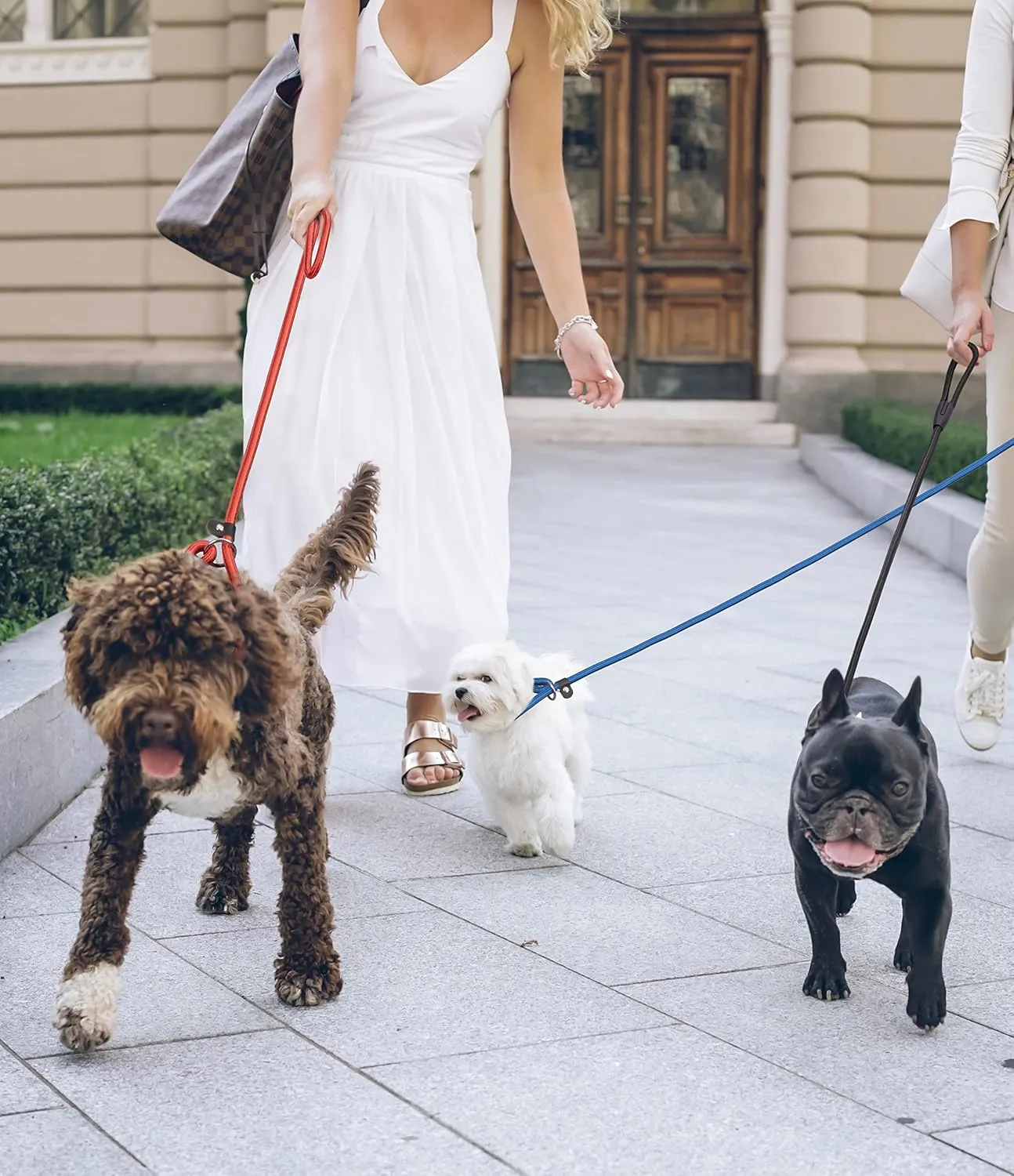 5-Pack Adjustable No-Pull Adjustable Slip Leads for Dogs - 5FT Multi-Color Reflective for Small Dogs