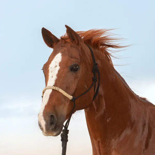 Classic Equine Rope Halter with Rawhide Nose Black Inlaid