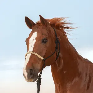 Classic Equine Rope Halter with Rawhide Nose Black Inlaid