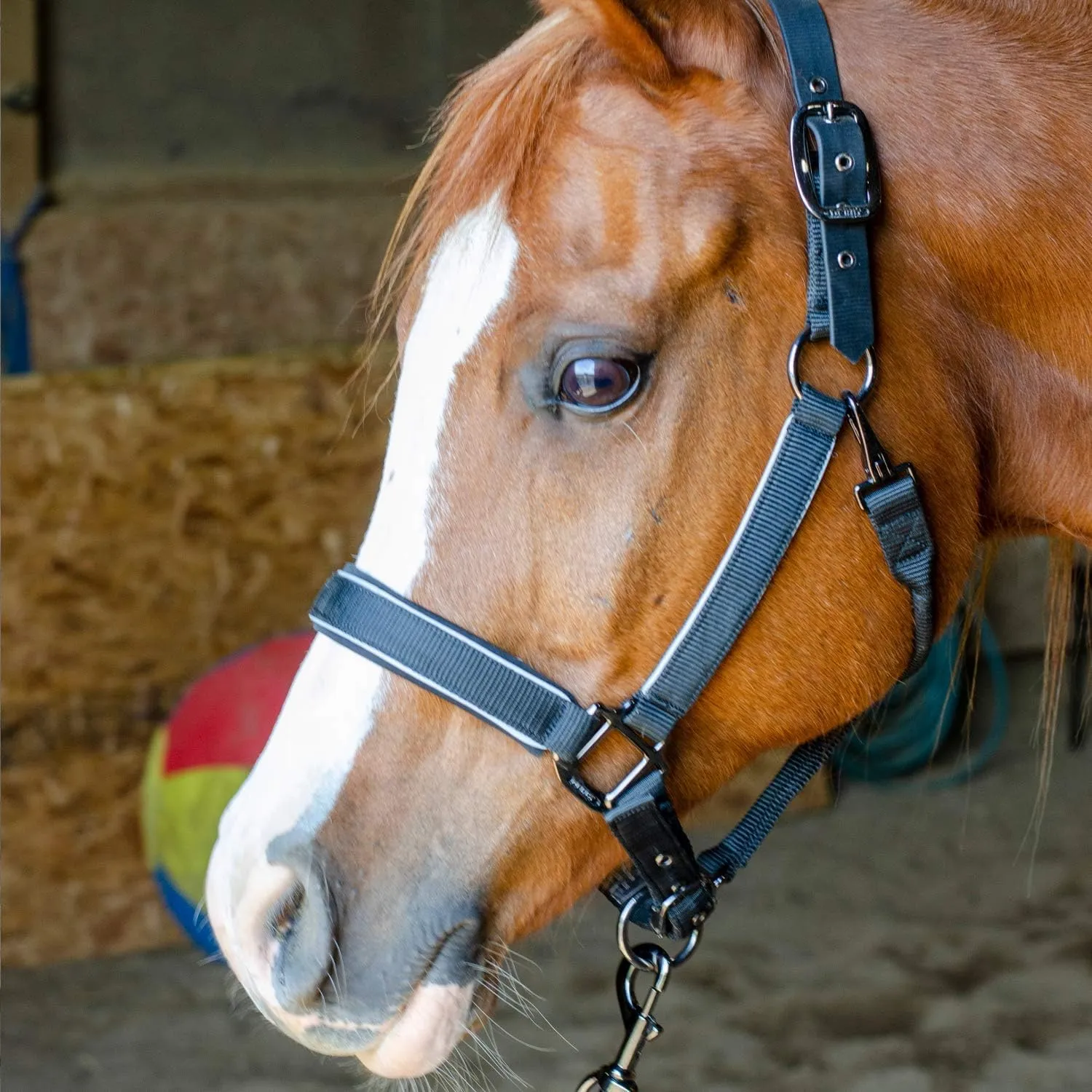 Derby Originals Blackout Collection Safety Reflective Breakaway Halter with Matching Poly Lead Rope
