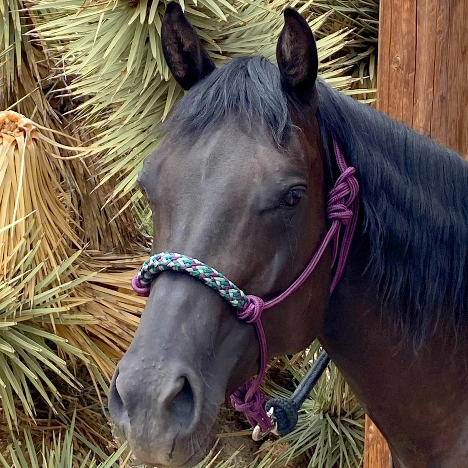 Kensington Clinician Rope Halter - Horse Halter with Tri-Colored Braided Noseband and Snug Fit