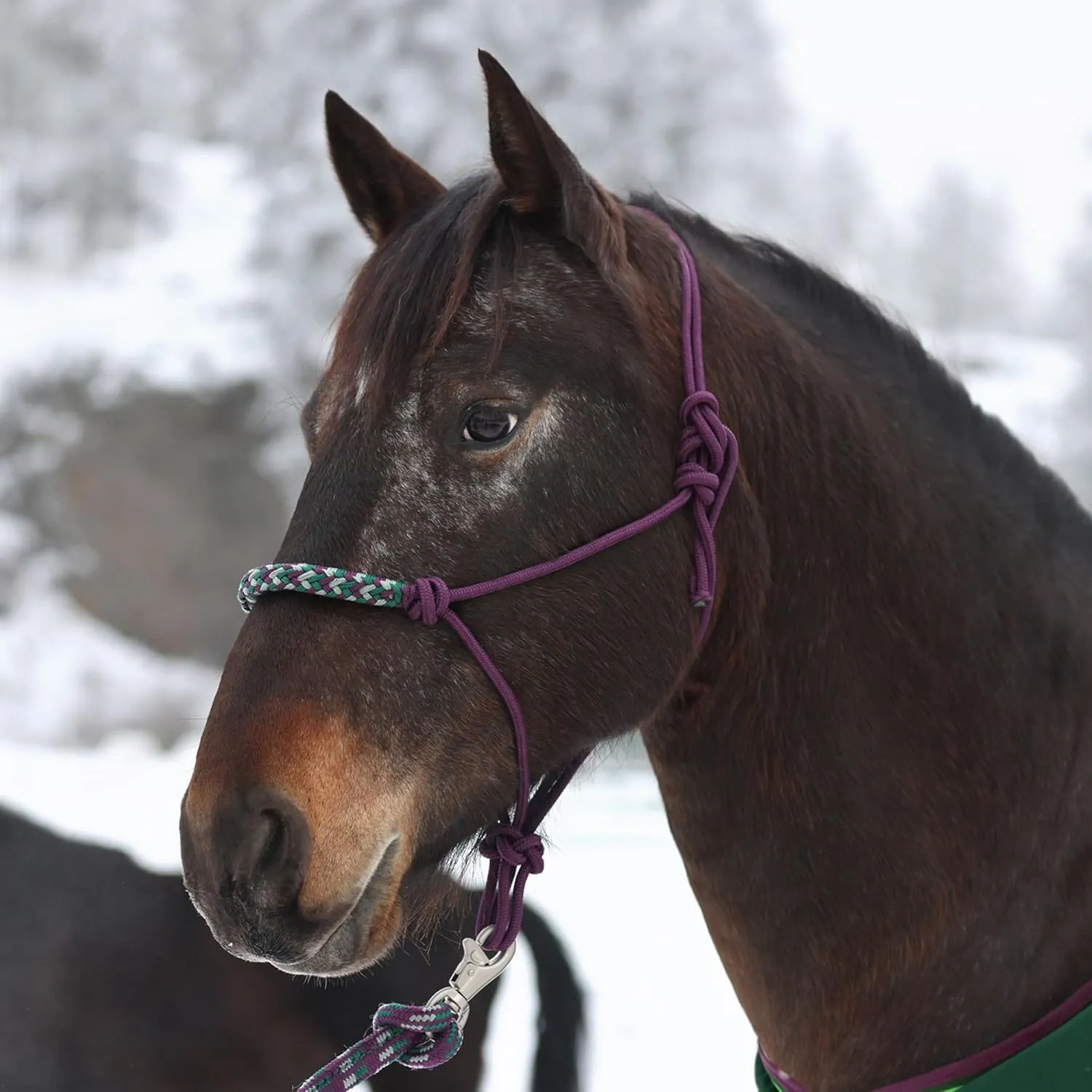Kensington Clinician Rope Halter - Horse Halter with Tri-Colored Braided Noseband and Snug Fit