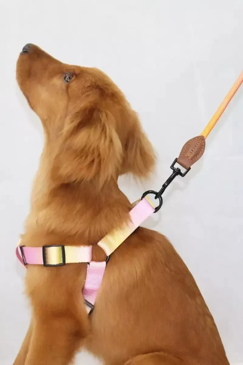 Nylon Solid Leash Rope for Dogs (2.5 Cm)