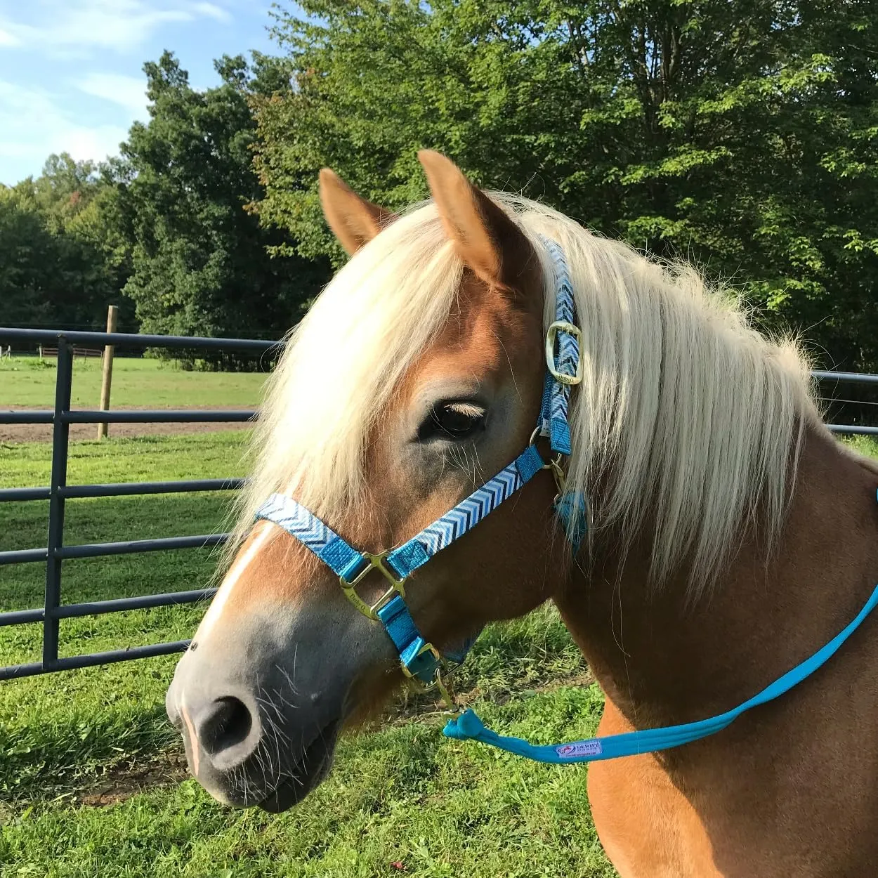 Patterned Nylon Adjustable Horse Halters with Padded Noseband and Matching 10’ Soft Grip Lead Rope with one Year Warranty