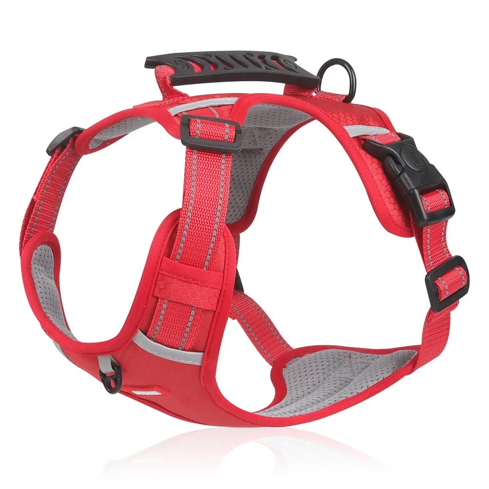 Pet Hand Holding Rope