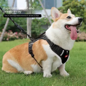 Pet Hand Holding Rope