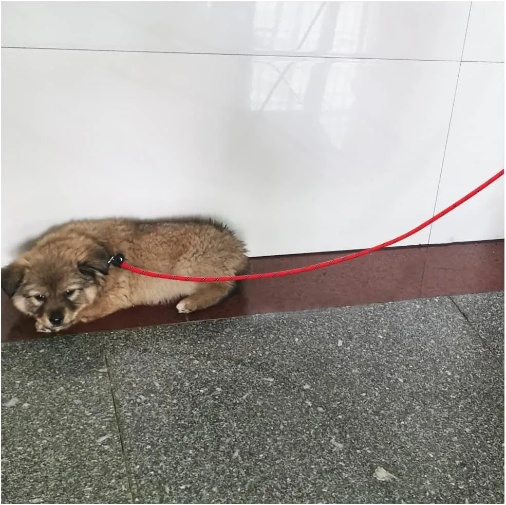 Reflective Long Slip Lead Dog Leash Anti-Choking 12 FT/20 FT/30 FT/50 FT Rope Training Leash for Medium Dogs Small Puppy Pets (30ft, red)