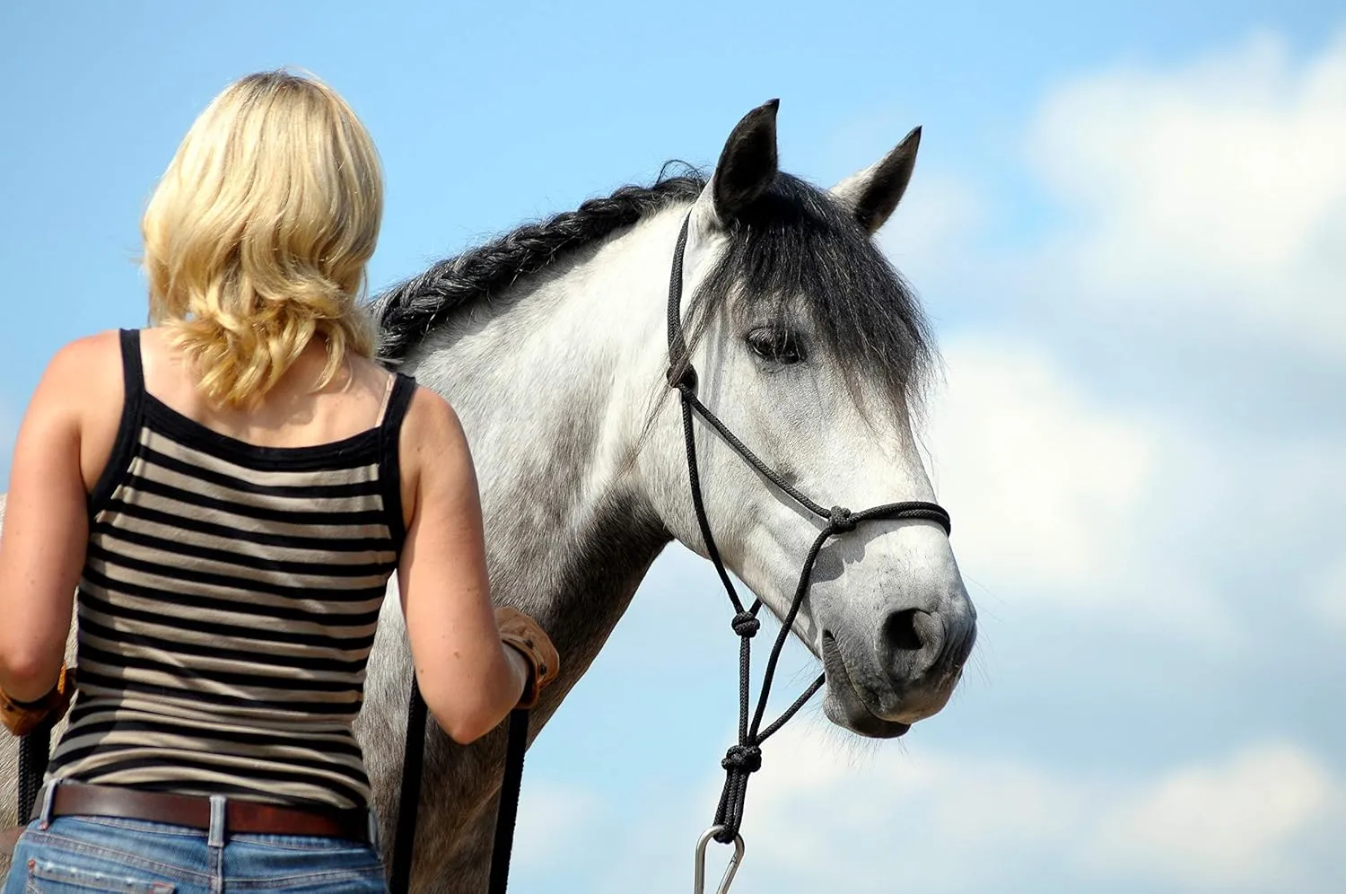 Rope Halters for Horses Training Soft - 11 Sizes - Miniature, Foal, Weanling, Small Pony, Cob/Arab, Horse, Warmblood, Draft