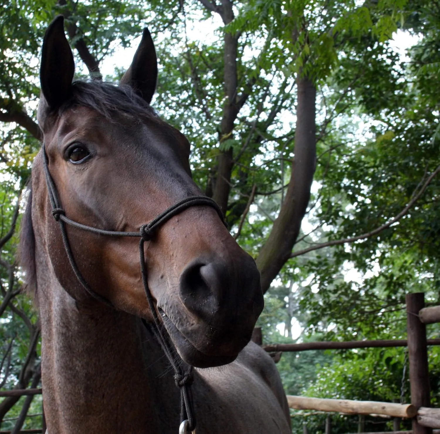 Rope Halters for Horses Training Soft - 11 Sizes - Miniature, Foal, Weanling, Small Pony, Cob/Arab, Horse, Warmblood, Draft